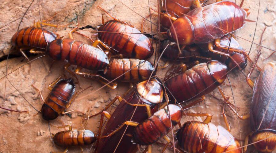 Professional 24 hour pest control services in Boise